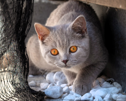 1757515 (a): :5000x4000